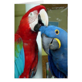Farbenfrohe rote und blaue Macaws