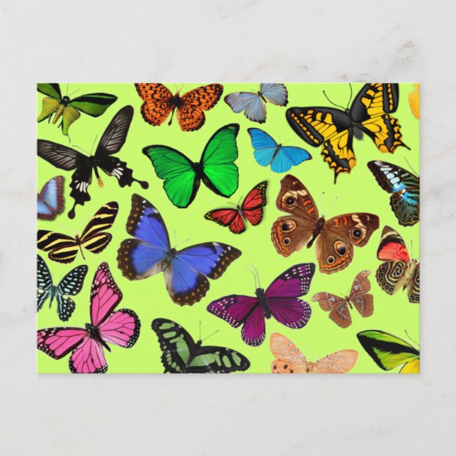 Farbenfrohe Schmetterlinge Postkarte (Vorderseite)