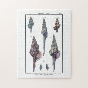 Farbenfrohe Seven Seashells