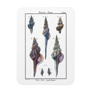 Farbenfrohe Seven Seashells Magnet