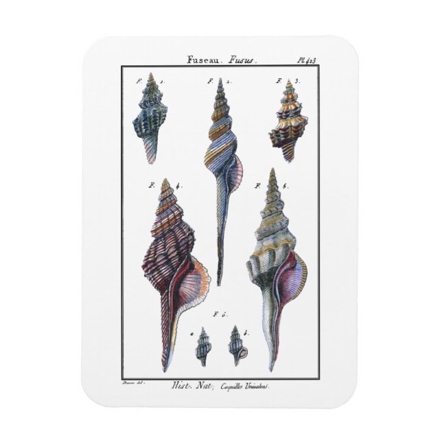 Farbenfrohe Seven Seashells Magnet (Vertikal)