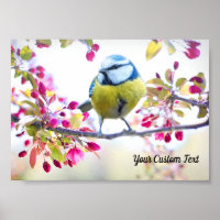 Farbenfrohe Songbird- und Frühlingsblüten, Ihre Bo