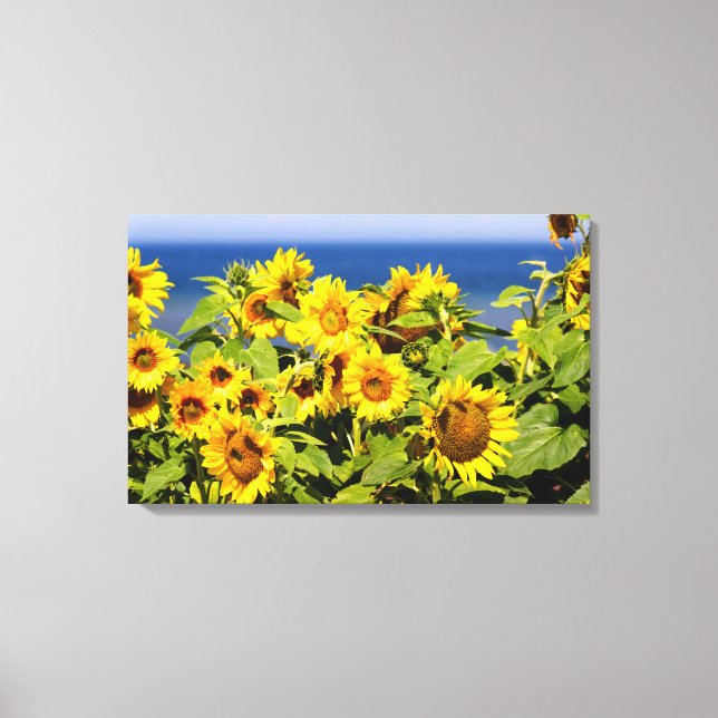 Farbenfrohe Sonnenblume in Blüte Leinwanddruck (Vorderseite)