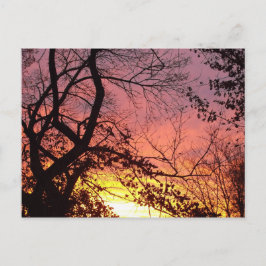 Farbenfrohe Sonnenuntergänge durch seltene Bäume Postkarte