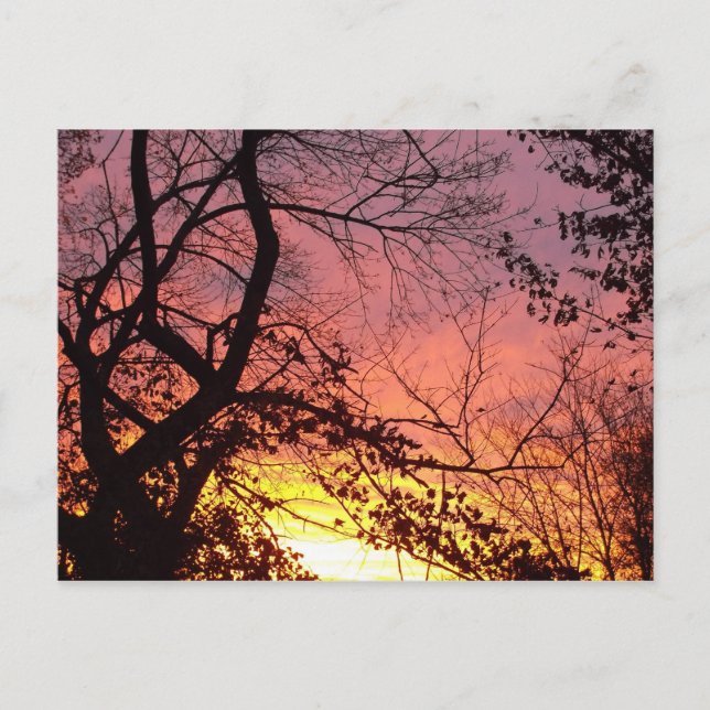Farbenfrohe Sonnenuntergänge durch seltene Bäume Postkarte (Vorderseite)