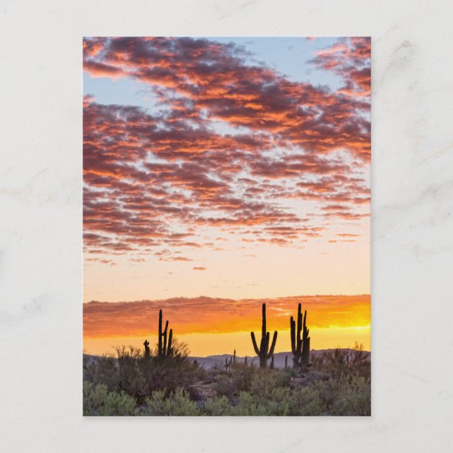 Farbenfrohe Sonoran-Wüste Sonnenaufgang Postkarte (Vorderseite)