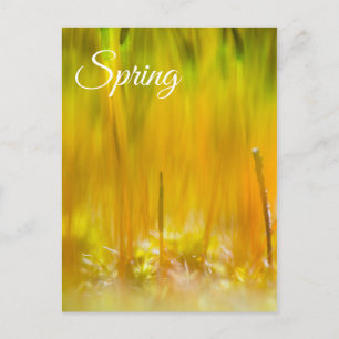 Farbenfrohe Sprossen Postkarte