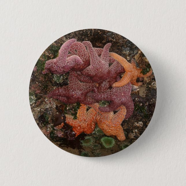 Farbenfrohe Starfish/Sea Star Foto 5 in Oregon Button (Vorderseite)