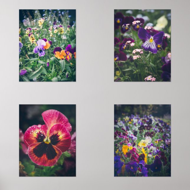 Farbenfrohe Stiefmütterchen im Sommergarten Bilderwand Sets (Vorderseite)
