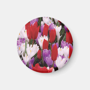 Farbenfrohe Tulip Blume Magnet