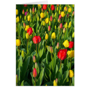 Farbenfrohe Tulips II - Vertikal