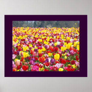 Farbenfrohe Tulpen-Blumen-Gartenfest-Kunstwerke Poster