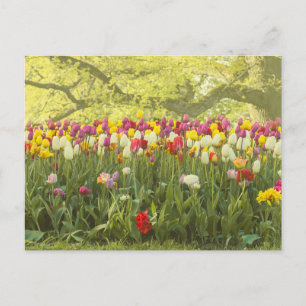 Farbenfrohe Tulpen im Park 2 Postkarte