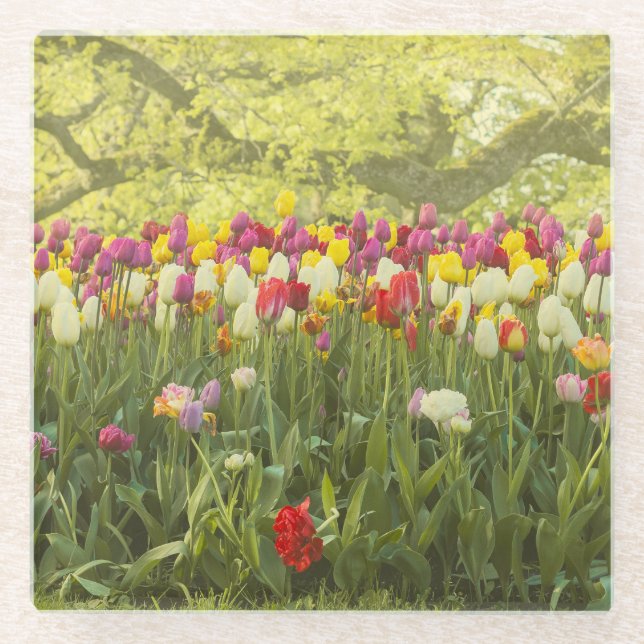 Farbenfrohe Tulpen im Park Glasuntersetzer (Vorderseite)