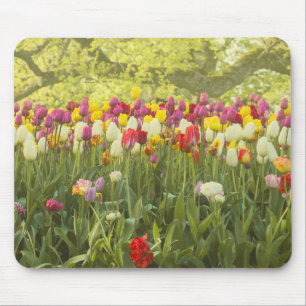 Farbenfrohe Tulpen im Park Mousepad