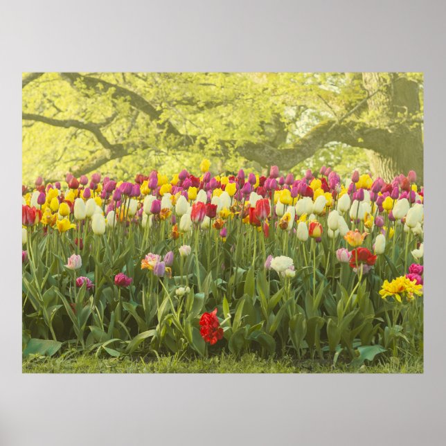 Farbenfrohe Tulpen im Park Poster (Vorne)