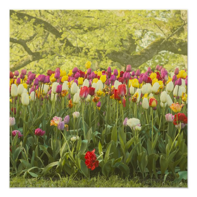Farbenfrohe Tulpen im Park Poster (Vorderseite)