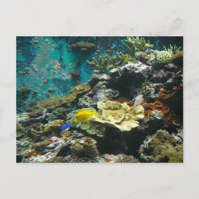 Farbenfrohe Unterwasserwelt/Korallenriff Meeresleb Postkarte (Vorderseite)