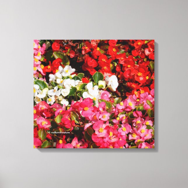 Farbenfrohe Wax Begonias Leinwanddruck (Vorderseite)