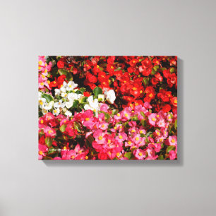 Farbenfrohe Wax Begonias Leinwanddruck