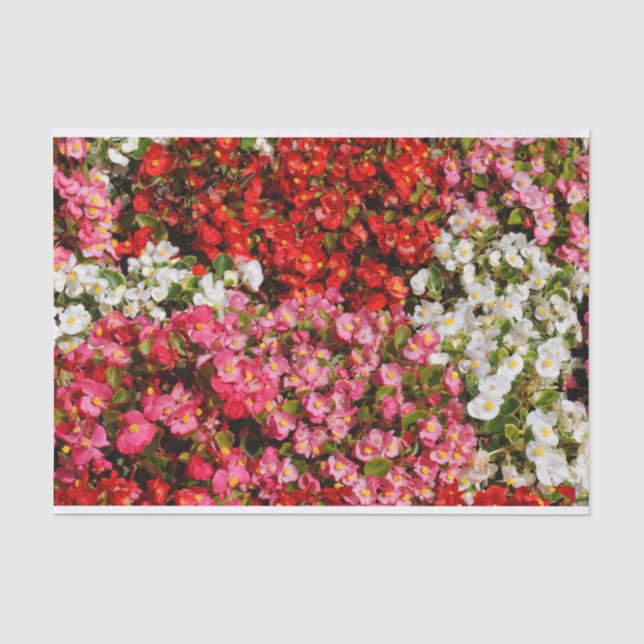 Farbenfrohe Wax Begonias Seidenpapier (Vorderseite)