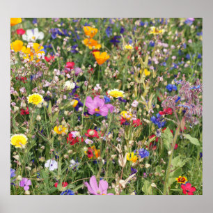 Farbenfrohe Wildblume Wiese, lebendiges Muster. Poster
