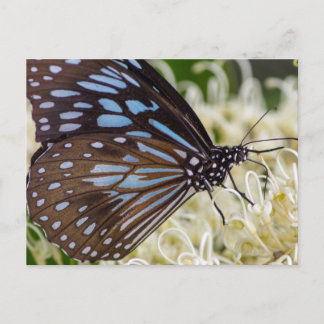 Farbenfroher Besucher Postkarte