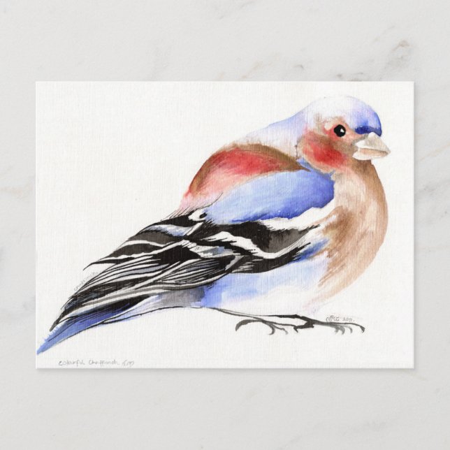 Farbenfroher Chaffinch 2011 Postkarte (Vorderseite)