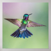 Farbenfroher Flying Hummingbird
