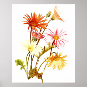 Farbenfroher Gerbera-Daisy-Wandkunstposter Poster