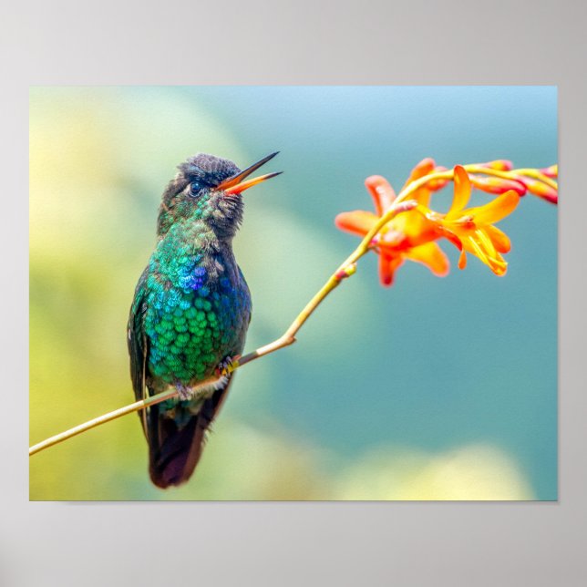 Farbenfroher Hummingbird auf Orange Blossom Poster (Vorne)