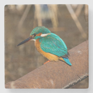 Farbenfroher Kingfisher Bird auf dem Rennen Steinuntersetzer