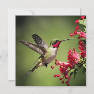 Farbenfroher Kolibri Karte