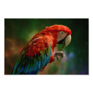Farbenfroher Papagei Fotodruck