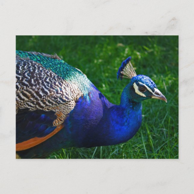 Farbenfroher Pfau aus dem Zoo von Wisconsin Postkarte (Vorderseite)