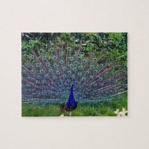 Farbenfrohes Muster Vogel Pfau Kunst Indisches Sch
