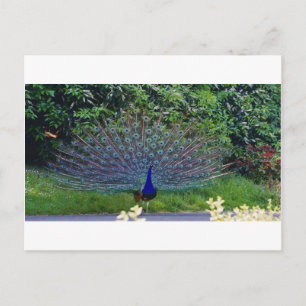 Farbenfrohes Muster Vogel Pfau Kunst Indisches Sch Postkarte