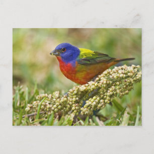 Farbenjagd Postkarte