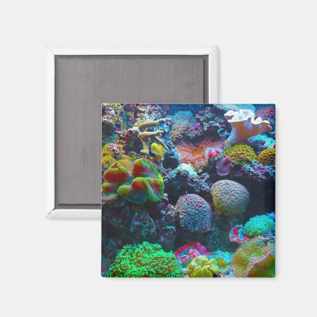 Farbenkoralle Magnet (Vorderseite/Rückseite)