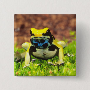 Färberfrosch, Dendrobates tinctorius, Button