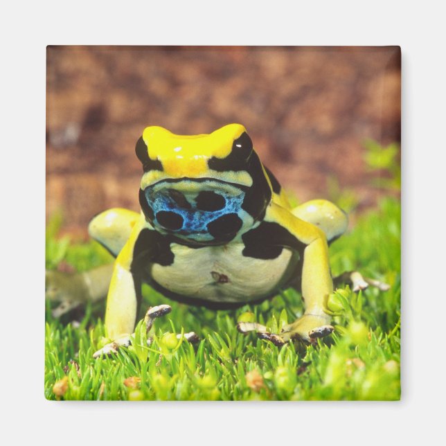 Färberfrosch, Dendrobates tinctorius, Magnet (Vorne)
