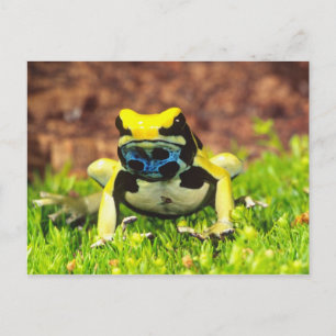 Färberfrosch, Dendrobates tinctorius, Postkarte