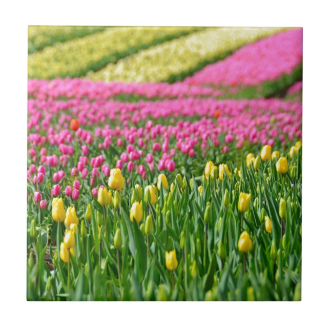 Farbfelder Fliese (Vorderseite)