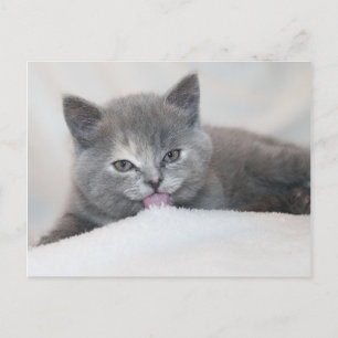 Farbfernseher aus der Katze Horizontale Postkarte