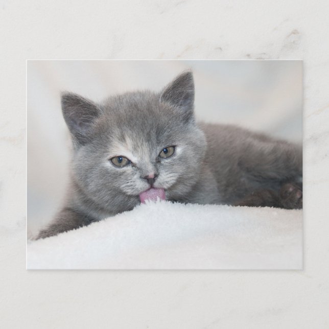 Farbfernseher aus der Katze Horizontale Postkarte (Vorderseite)