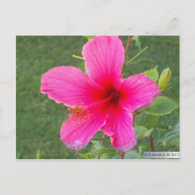 FARBFLORA #6 POSTKARTE (Vorderseite)