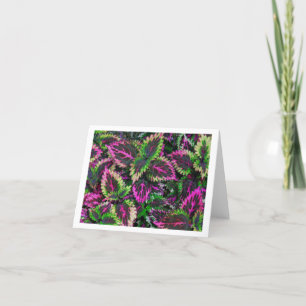 FARBHAFTE COLEUS PFLANZE BLÄTTER /MAGENTA &GREEN KARTE