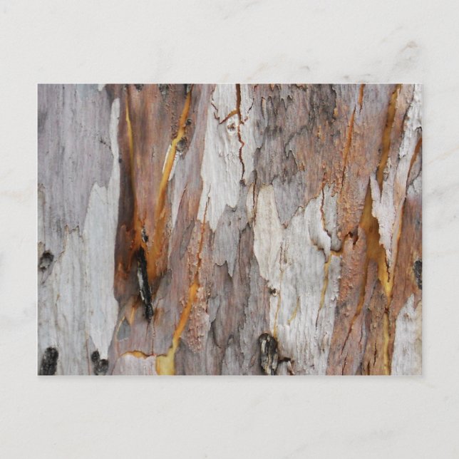 Farbige, alte Baumrinde Postkarte (Vorderseite)