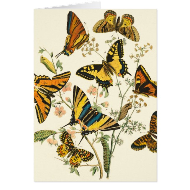 Farbige Ansammlung von Schmetterlingen und Raupen (Vorne)