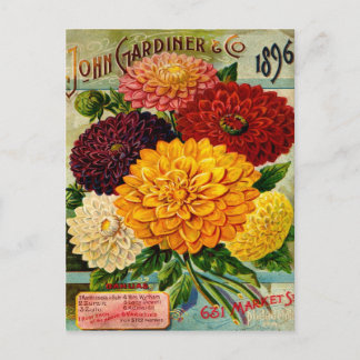 Farbige antike Dahlienblumen Postkarte